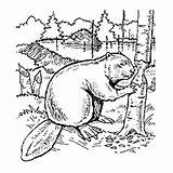 Beaver Dam Coloring Page Sketch sketch template