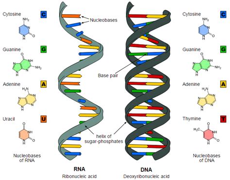 What are the similarities between DNA and RNA | Albert.io