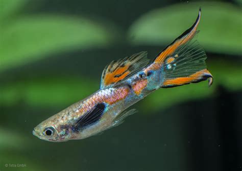 Endler guppies (Poecilia wingei) | Tetra Fishkeeper Blog