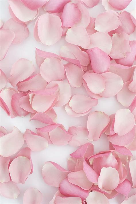 DIY Rose Petal Garland Backdrop - Homey Oh My | Pembe çiçekler, Soyut ...