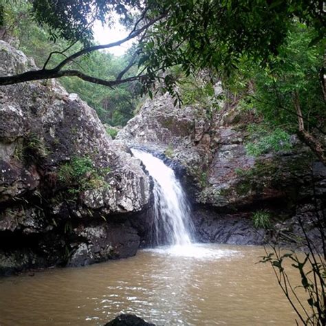 Kondalilla Falls Circuit - Aussie Bushwalking