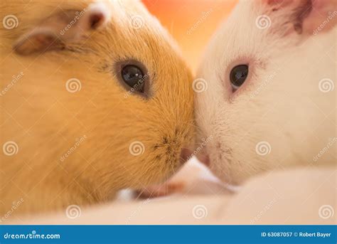 Two guinea pigs cuddling stock image. Image of mammal - 63087057