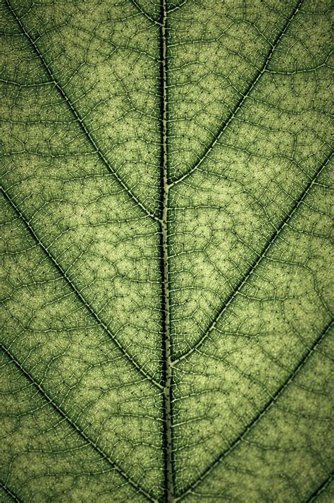 Green leaf texture by Elena Elisseeva on 500px | Green leaves, Texture photography