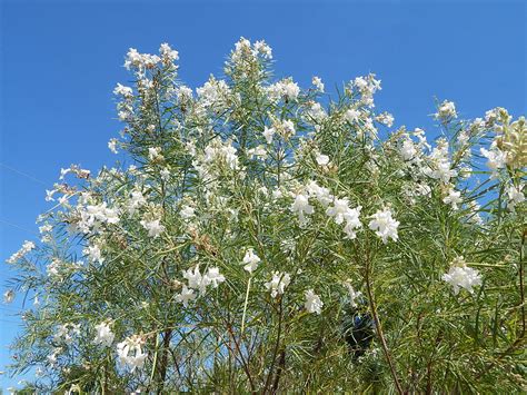 Desert Willow Tree Varieties