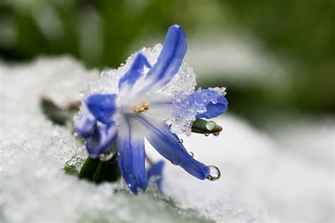 Yes, There Are Plants That Still Bloom in the Dead of Winter ...