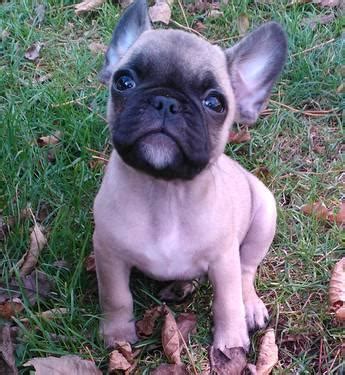 FRENCHIE PUG PUPPIES! for Sale in Fairdale, Illinois Classified ...