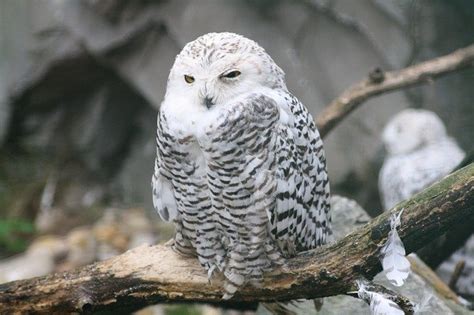 What Do Barn Owls Eat? (Barn Owl Diet List) | Bird Feeder Expert