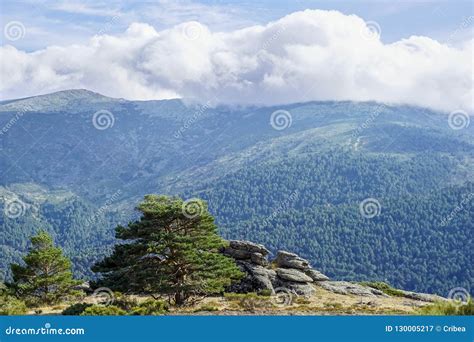 Evergreen Forest Landscape of the Iberian Peninsula Stock Image - Image ...