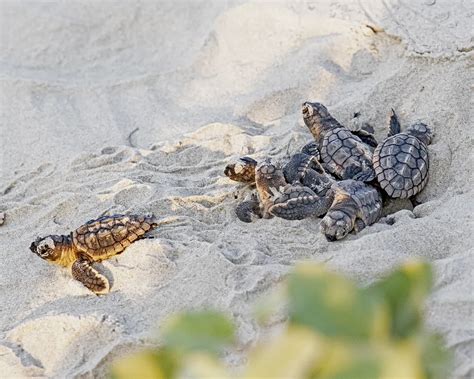 Loggerhead Turtle hatchlings | Smithsonian Photo Contest | Smithsonian Magazine