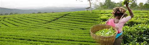 Tea Gardens ( Bagan ) of Assam