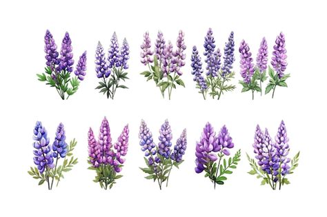 Premium Vector | Hand drawn Lupin flower arrangement clipart