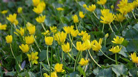 Lesser Celandine Yellow Flowers - Free photo on Pixabay