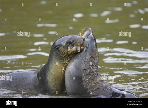 Kerguelen fur seal, Kerguelen fur seal, Antarctic fur seal, Antarctic ...