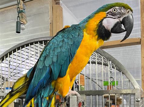 Macaws — Iowa Parrot Rescue