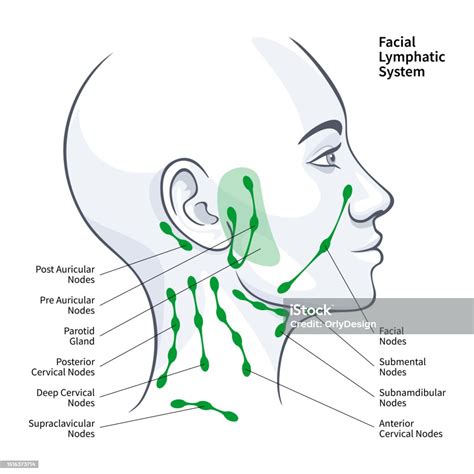 Woman Profile Facial Lymphatic System Nodes Vector Illustration Stock Illustration - Download ...