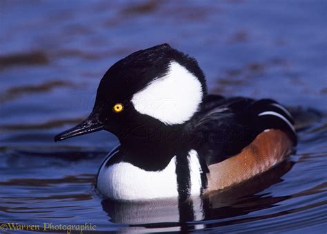 Hooded Merganser male photo WP06834