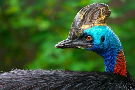 What Is Cassowary Meat? - Foods Guy