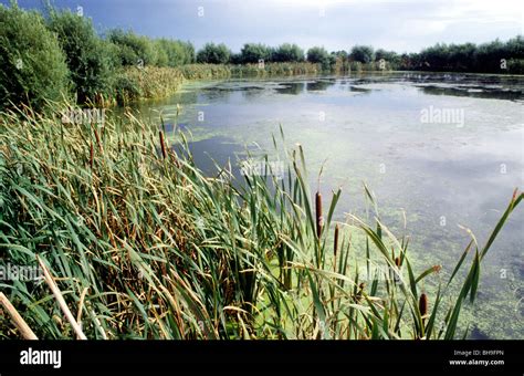 Flag Fen, near Peterborough, Cambridgeshire fenland English British England UK Britain fenland ...