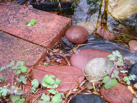 Backyard Pond: Great Frog Spring Awakening