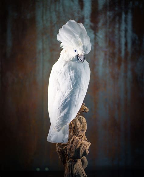 Shine bright like a diamond! This mighty white cockatoo (Cacatua alba ...