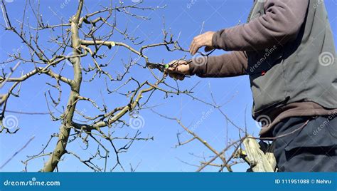 Pruning Apple Tree Stock Image | CartoonDealer.com #38661955