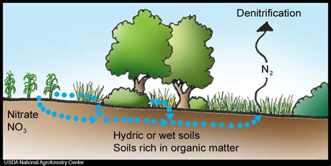 Riparian Buffers and Denitrification - Shaver’s Creek Environmental Center