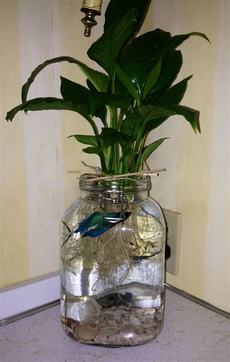 Betta fish with a Peace Lily in a simple jar ~ Bigger jar would be better... Aquaponics System ...
