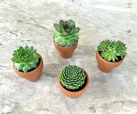 Mini Succulents in Pots, Live Plants Wedding Favors, Tiny Shower Gift ...