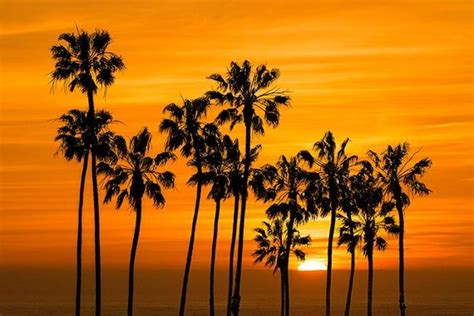 Palm Trees, Cabrillo Beach, Tropical Sunset, California Beach, Los ...