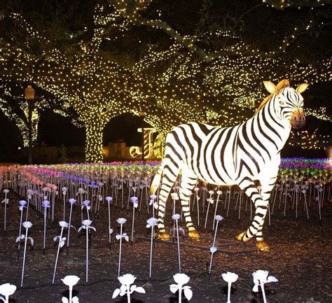 Houston Zoo Lights Returns Next Week With Wild Holiday Magic