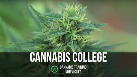 Marijuana School. Cannabis College. Cannabis Training. How To Grow ...