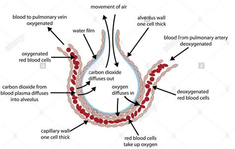 Draw well labelled diagrams of Structure of alveoli. - Brainly.in