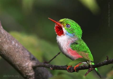 Cuban Tody | World birds, Holguin, Bird photo