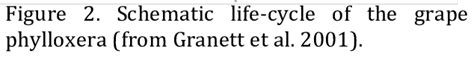 Schematic life-cycle of the grape phylloxera (from Granett et al. 2001). | Download Scientific ...