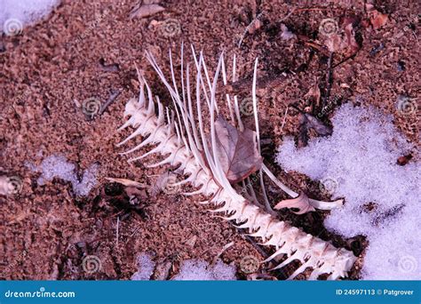 Catfish Skeleton On Wisconsin River Shore Stock Photos - Image: 24597113