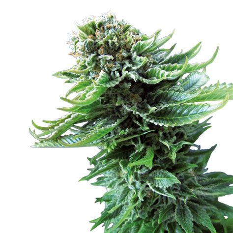 The 5 best autoflower cannabis seeds from Sensi Seeds - Sensi Seeds