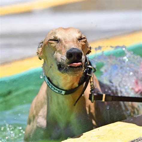 Greyhound Chronicles - Greyhound Racing Truths