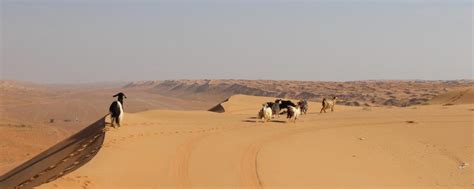 The Empty Quarter | Rub al Khali Desert of Oman | Wild Frontiers