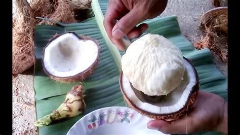 Coconut heart. inside coconut fruit. Embryo bud of a coconut tree it ...