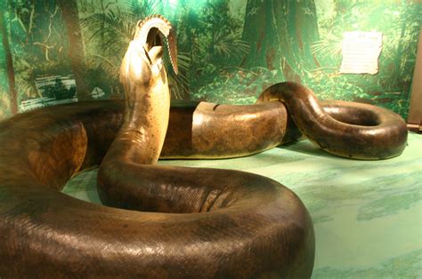 Titanoboa Fact Sheet - C.S.W.D