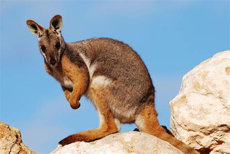 Yellow-footed rock wallaby | Petrogale xanthopus facts