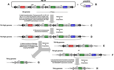 Strategy for the selection of high-efficiency transgene expression and ...