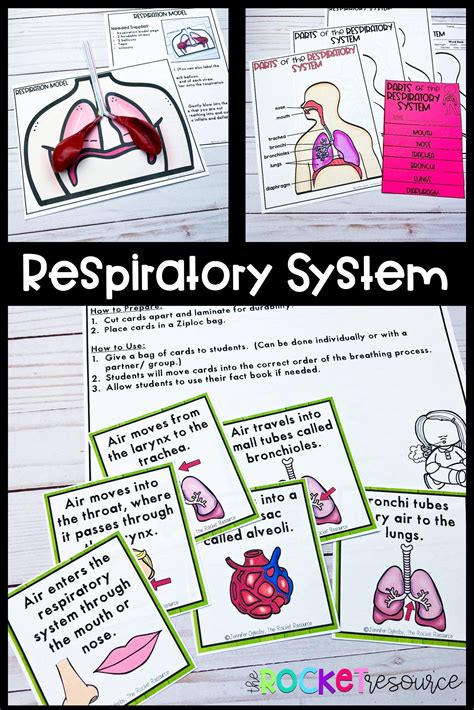 Finding interactive, engaging activities to teach about the respiratory system can be hard. Your ...