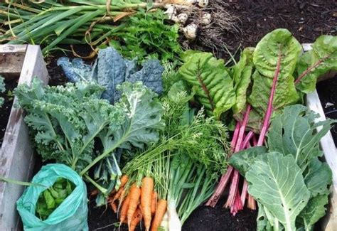 20 Winter Vegetables To Plant In Your Cool Season Garden