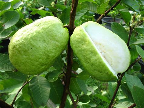 Pin by JPoeloeng on X1 - Fruits | Guava tree, Fruit tree nursery, Fruit trees