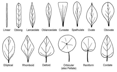 leaf shapes - Google Search