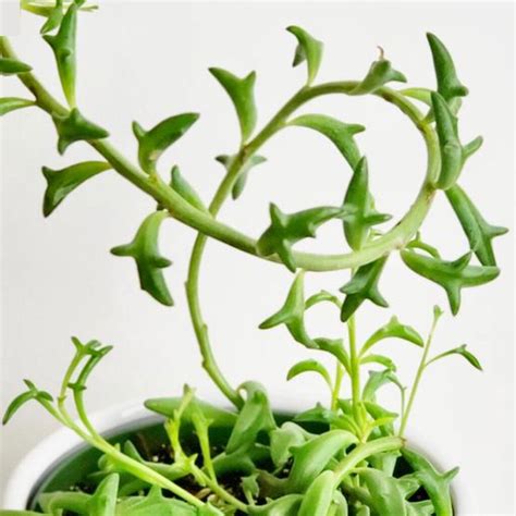 Discover The Fascinating Story Of Dolphin Succulents - A Unique Plant!