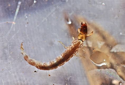 Aquatic Insects of Central Virginia: The freeliving caddisfly larva "Rhyacophila banksi" in ...