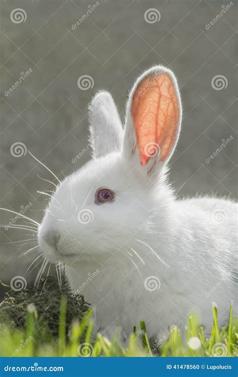 White albino rabbit stock photo. Image of clean, beautiful - 41478560