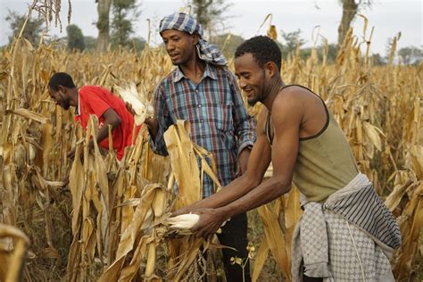 Spotlight: MAIZE in Africa » CGIAR Research Program on MAIZE